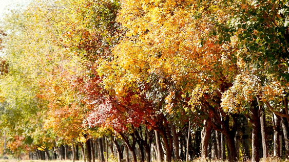 出发！开车窗，听风声，顺义公路寻秋——