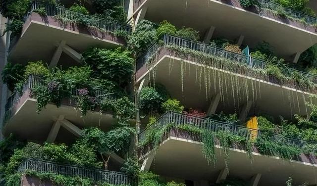 河北一34岁美女，阳台种树	，因“太大胆”而走红，一般人做不到！