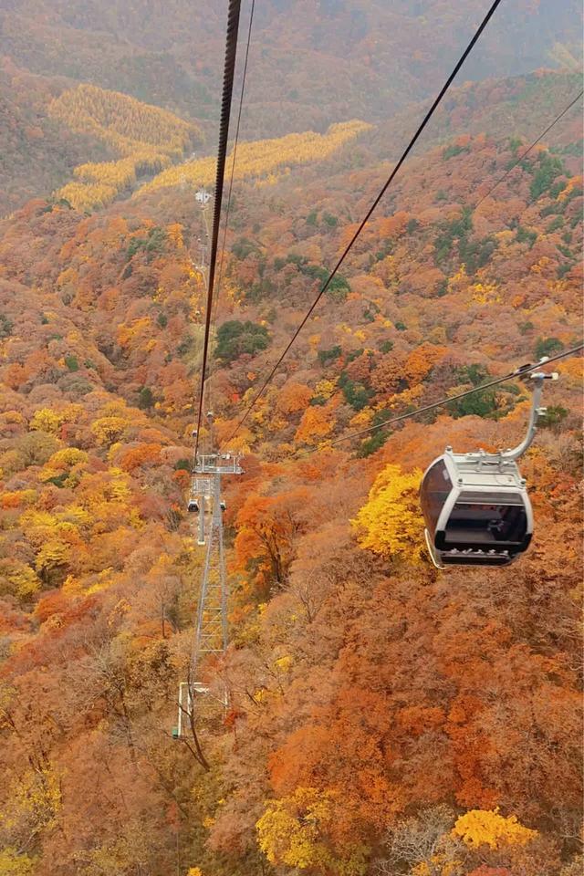 听劝！别再去光雾山米仓山人挤人，红叶没有啦！