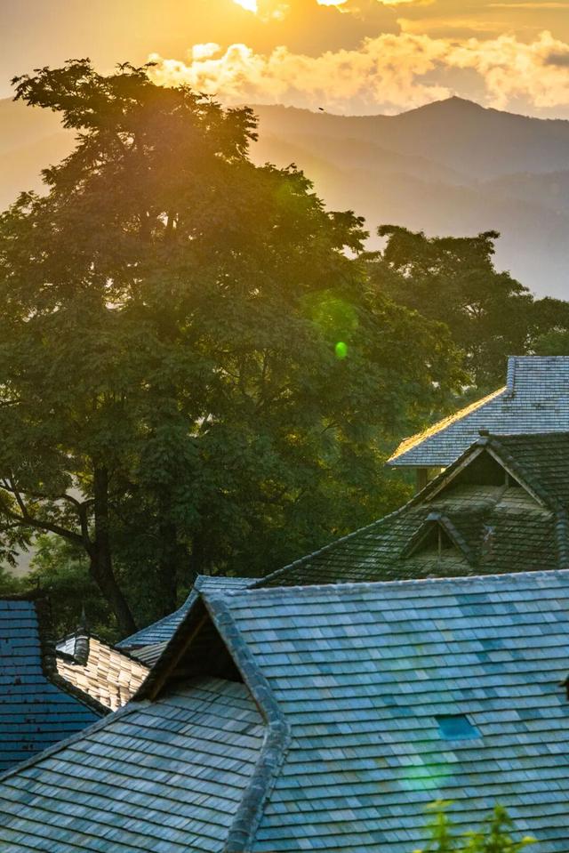 普洱这片茶林，自带“Wi-Fi”