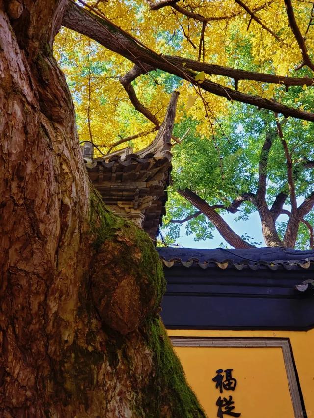 江苏“洪武银杏”变黄了，650年没结过果，但43年前却结出7粒白果