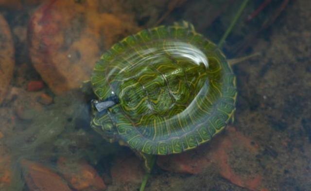 严禁入境后果严重！两女子在紧身裤内藏68只	，被广东海关查获