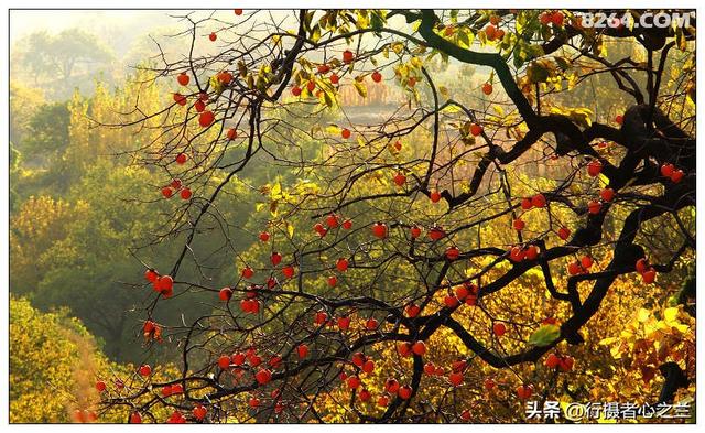 山东行游影记（193）—青州仰天山柿子沟（一）