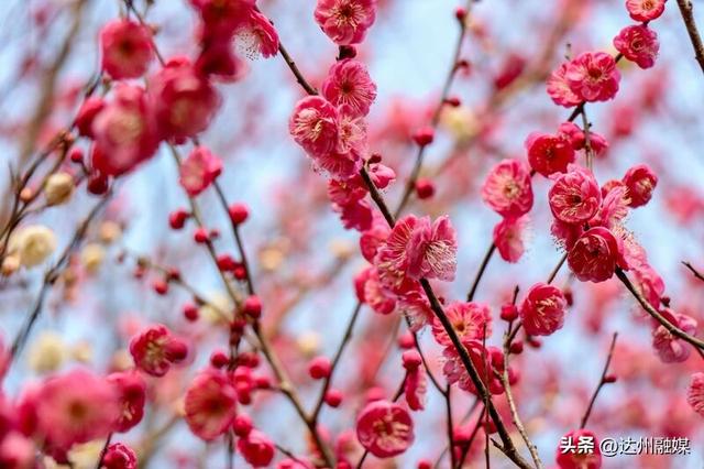 冬日暖阳哪里玩 达城多地梅花怒放迎客来