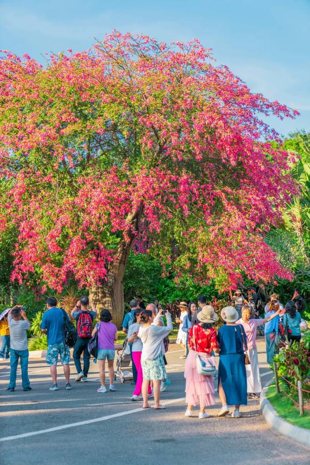 寻觅秋冬季粉色浪漫：深圳十个邂逅异木棉花开的地方