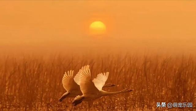 荆楚大地晨光初现，鸟鸣花香中烦事随风去，湖北清晨美得让人心醉