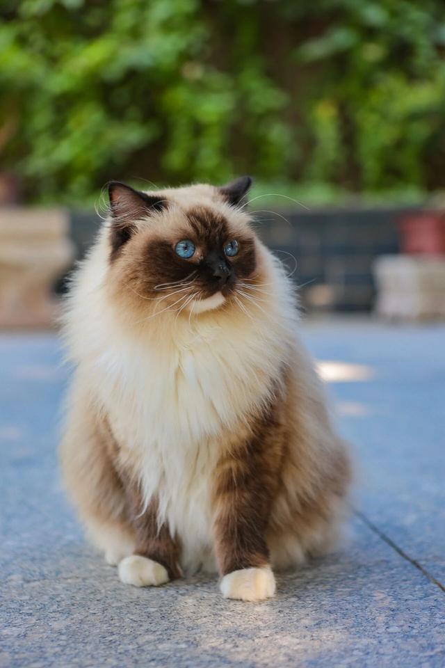 观复猫带你画·中华最有名 | 观音泉