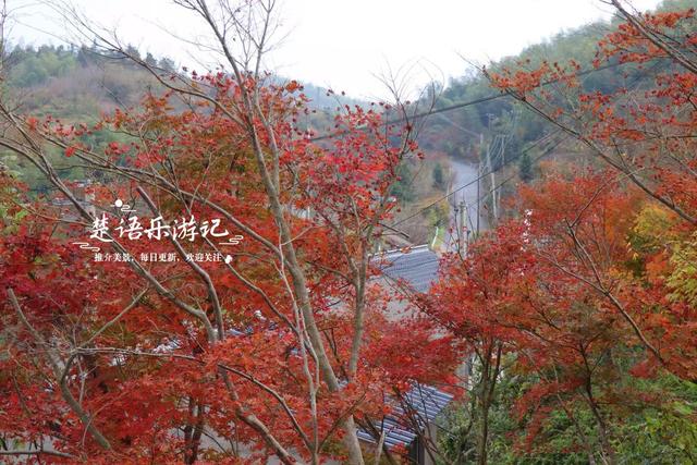 宁波四明山发现一个幽静山村，村口就是红枫银杏胜境，村内更好玩