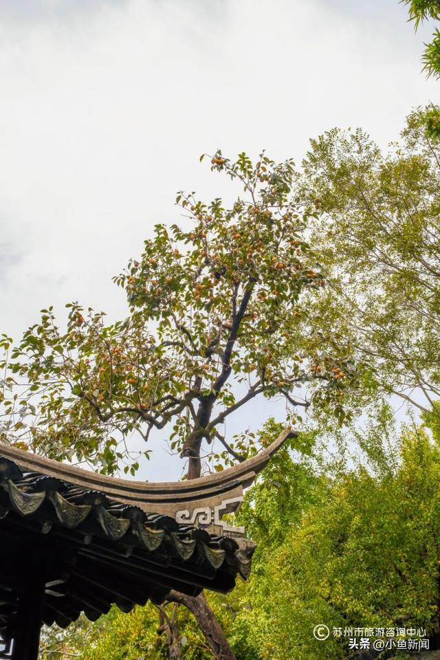 好多人在拍！苏州到底有谁在啊