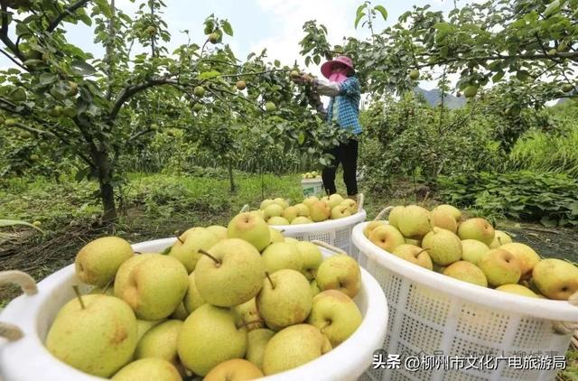 你会专程为了吃而跑一趟柳城吗？我的答案是：会！