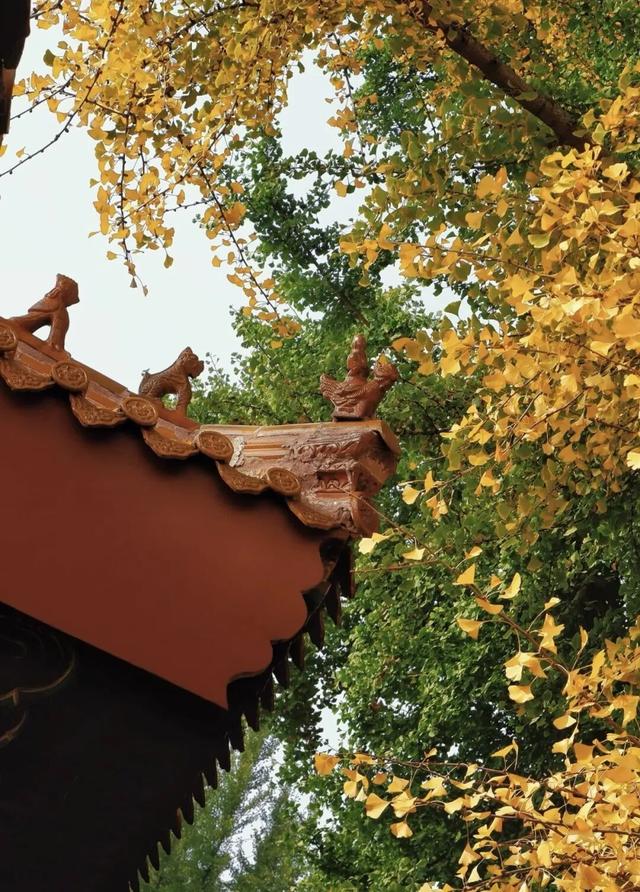 临沂秋日免费打卡全攻略 | 这10个宝藏地遛娃拍照绝了！