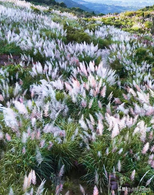 成都金堂爆红秋景，芭茅彩林超级惊艳，不要门票，徒步也是超棒！