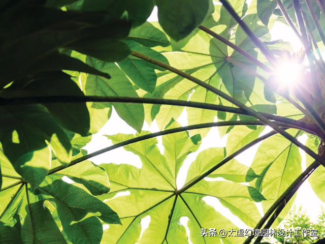 “最惨”后院：终年不见光，却被设计师爆改成“热带雨林”