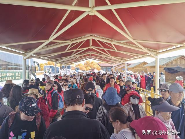 额济纳旗胡杨林