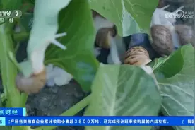 鱼子酱出口第一在浙江？浙江到底还有多少隐藏款惊喜…图片