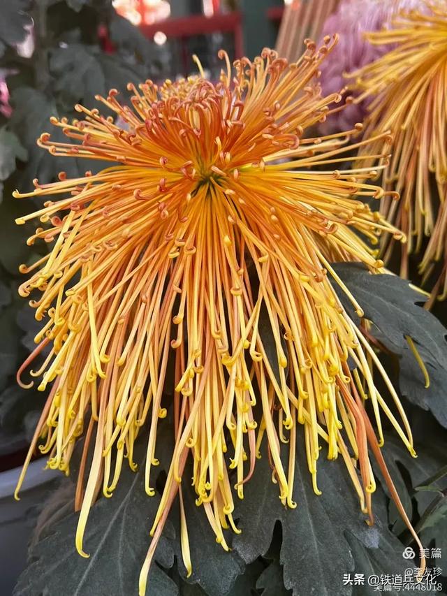 李友珍||岁月倏然·菊韵飘香——紫竹院公园的菊展