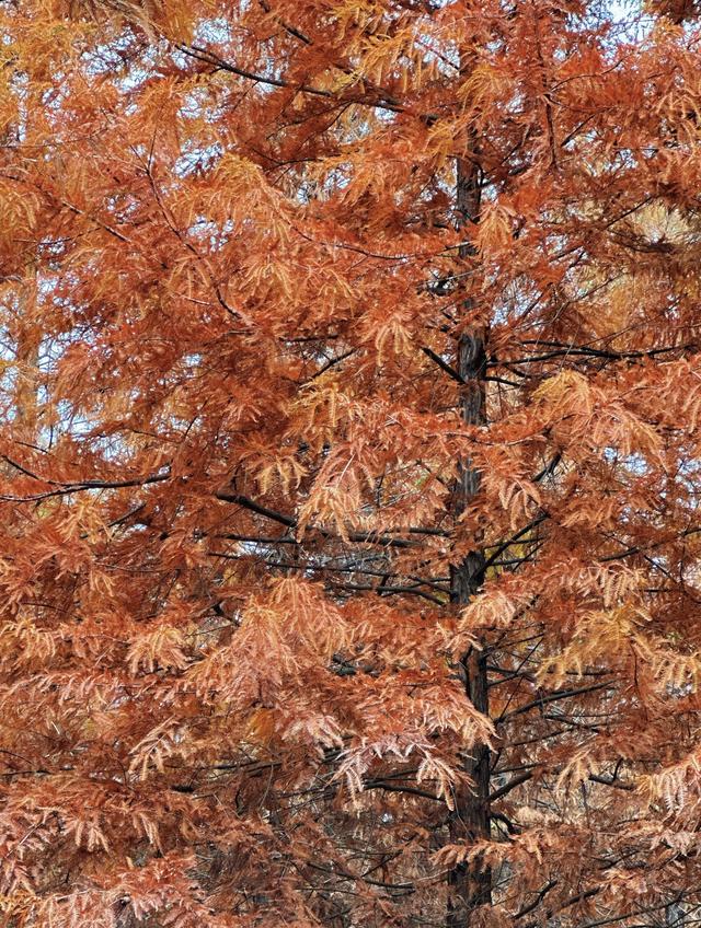 落羽红杉林，误入油画中！