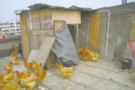 千万不要在楼顶种菜养鸡，谁做谁后悔，不要以为你能例外图片