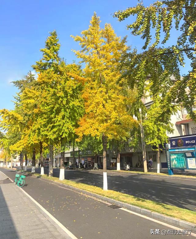 成都市中心最美银杏观赏地，这6处你去过吗？都不要门票！