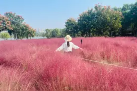 超美！合肥出现大片花海🤩图片