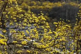 晋城蟒河！3月21日起门票半价！图片