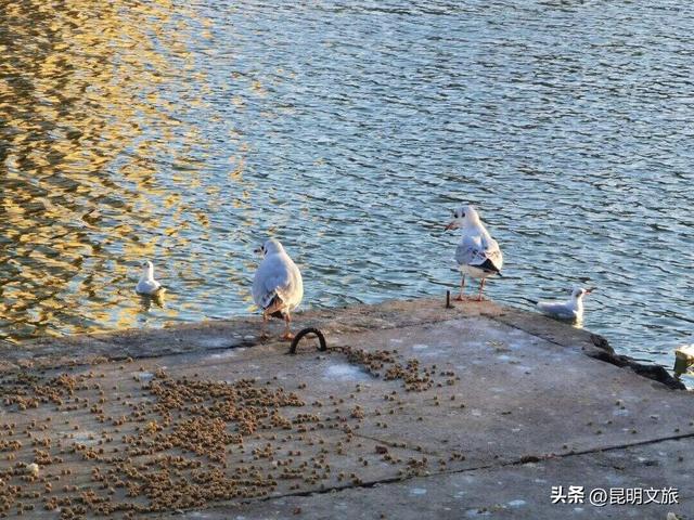 西山赏杏观鸥全攻略！40载人鸥情缘！3+8+N玩法承包冬日浪漫