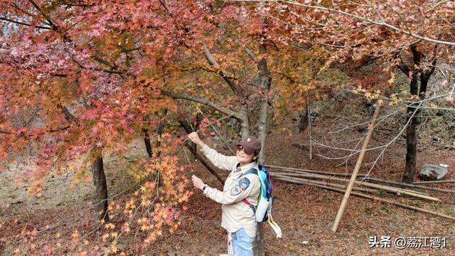 蓝山谷记：与十万株红枫的相遇