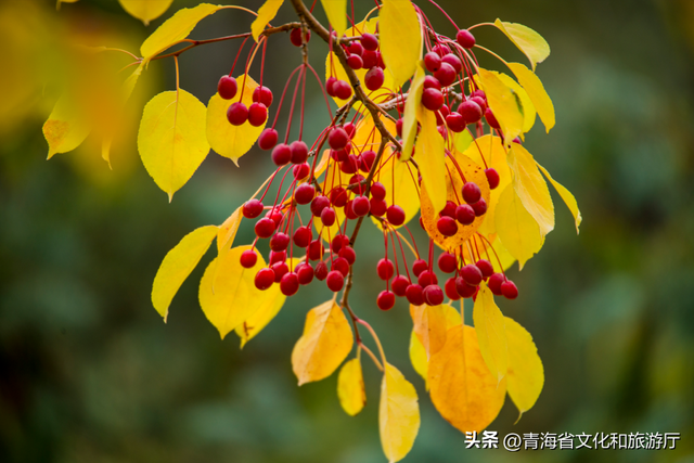 【秋日青海】假期邂逅乡趣卡阳，在云雾与秋色中共舞
