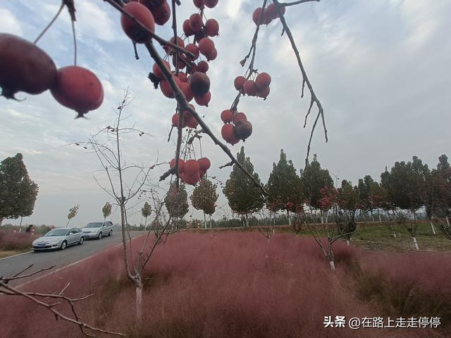 去济南黄河大堤北岸去尚粉乱黛子草