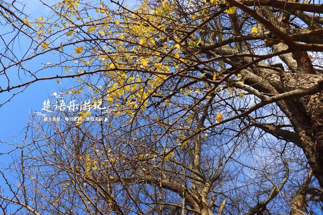 宁波这两棵千年银杏美如诗画，最近的境况却让人大吃一惊，很可惜