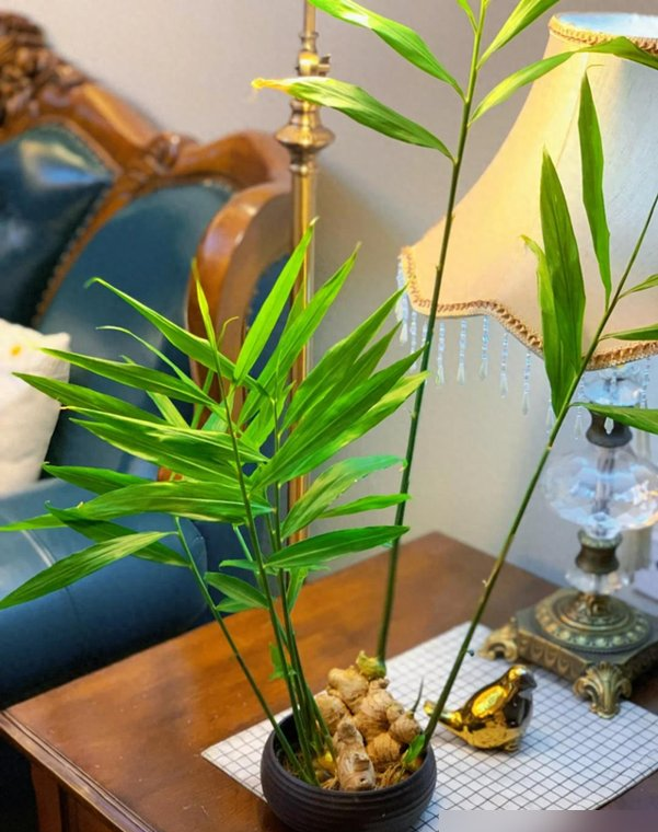 北京一姑娘“把生姜当绿植”养在客厅走红，网友：好美，好高级