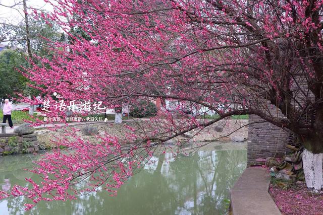 除了月湖公园的梅花，宁波城区这几处赏梅地也很美，交通相当方便