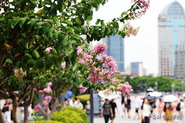 上海外滩观光平台紫薇花盛开，为都市增添一抹亮丽色彩