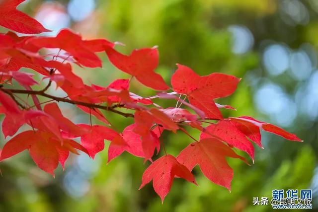 美上央媒!昆明红了!走走走,打卡最美枫景去,超全攻略速收藏→