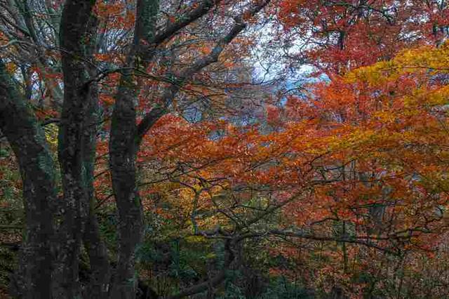 四川通江：黄柏林场红叶满坡红