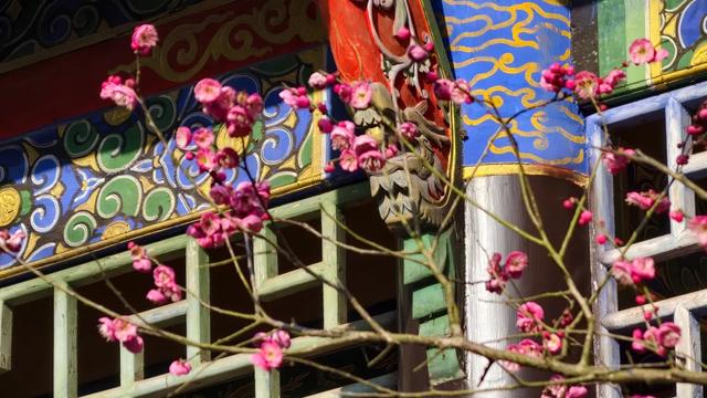 限时“梅”景！郫都这座千年古寺，藏着冬日最治愈的禅意与浪漫