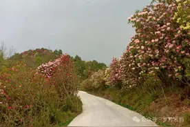 ​五营盘之恋图片