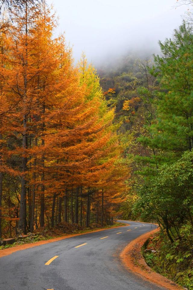 太洋公路已通车！去黄柏塬赏秋现在就出发！