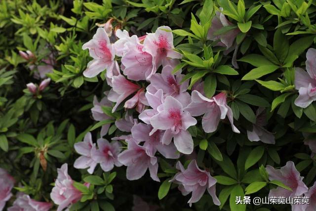 2023年春重庆探亲记（三）