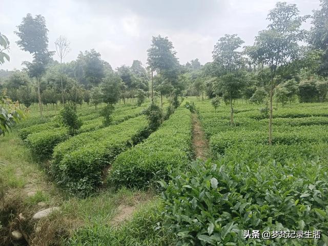 70多岁的老娘像个拼命三郎,一个人在雨天漫步拥抱大自然感觉不错