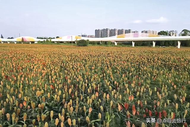 成都5个小众景点，每一处都让人惊讶，不要门票，地铁公交直达！