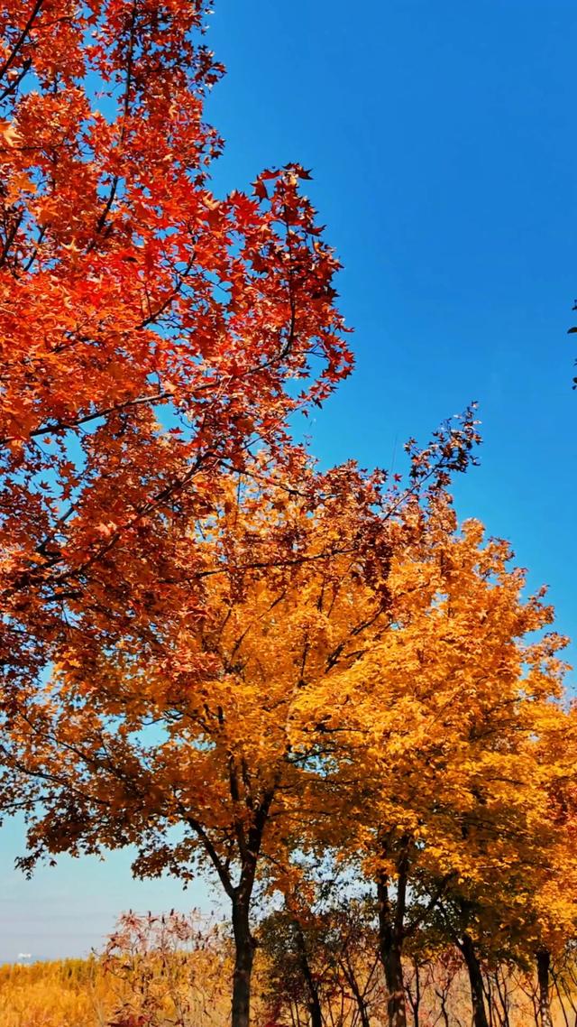 18公里步道免费开放！西五环边的这个公园迎来最佳观赏期——