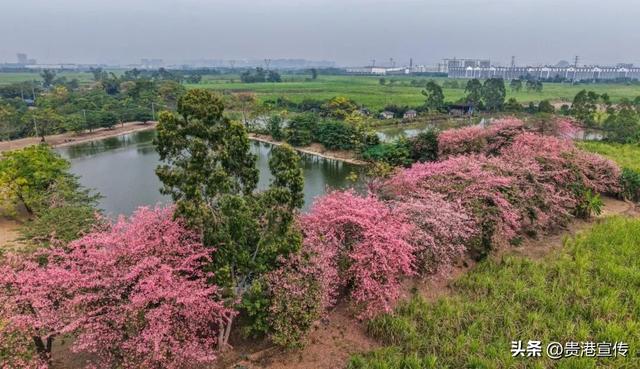 速收藏！贵港十二月赏花地图出炉，这些绝美机位拍出氛围感大片