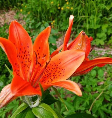 头条爆文《夫妻最好的相处：不是搭伙过日子，而是并肩闯人间》