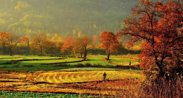 赏秋正当时！跟着杨紫独白，一起解锁塔川「最美秋色」 | 皖美冬日 | 第十五届安徽国际文化旅游节