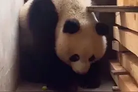 陕西一野生大熊猫上门躲雨，网友：来我家！图片