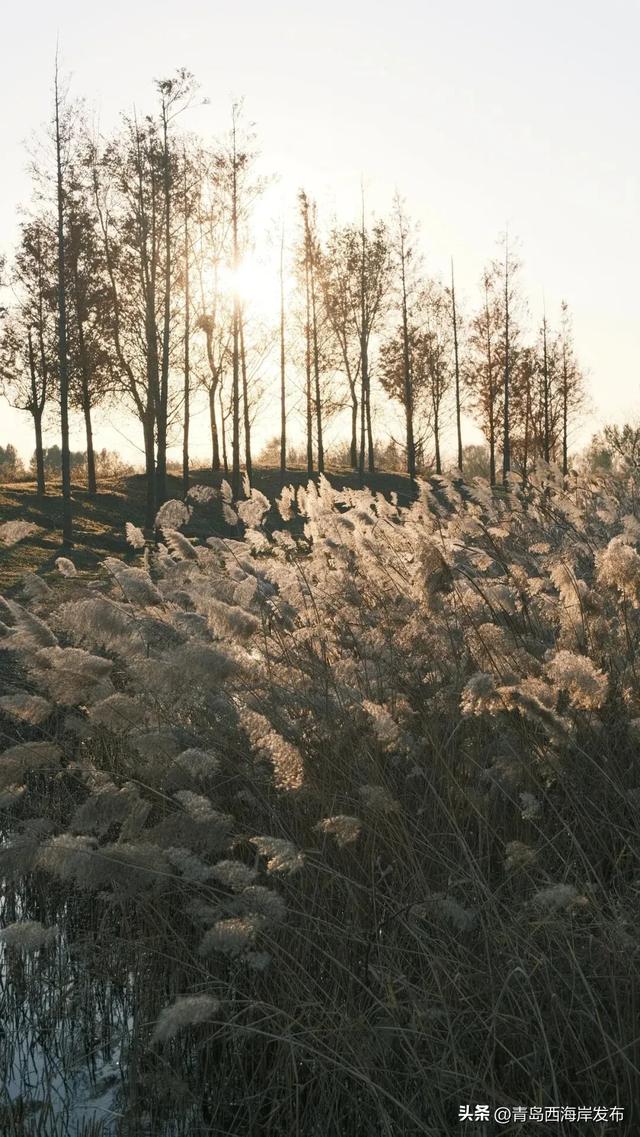 超级出片！西海岸这片芦苇荡氛围感拉满！