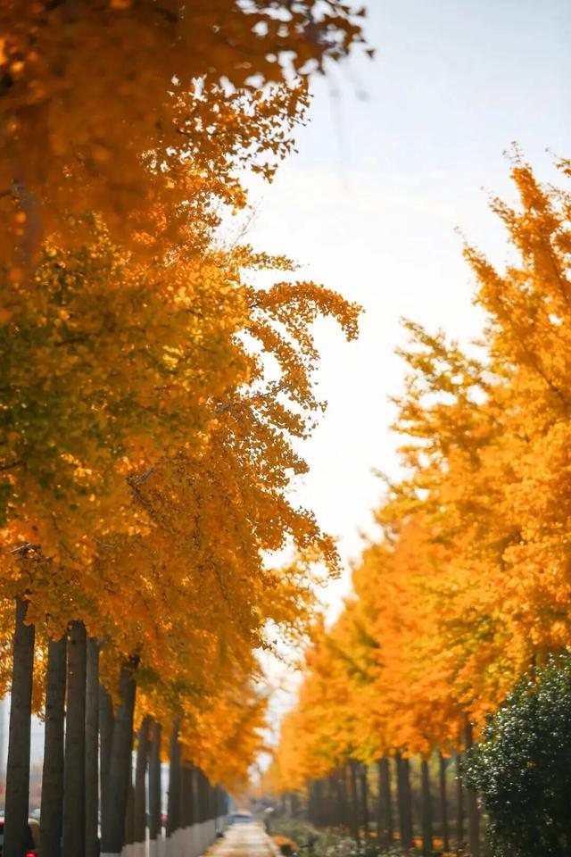 初冬限定“美拉德”风席卷莱州！诗意周末，被这些公园“包圆”了！