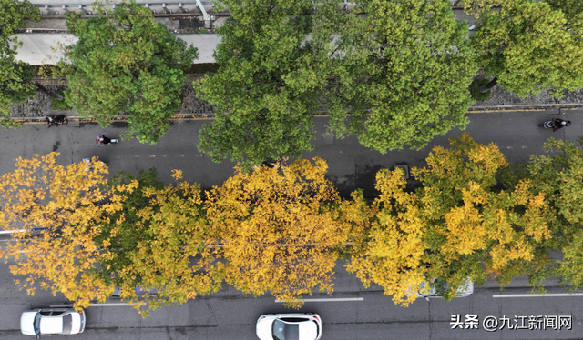 诗意浔城 色彩斑斓冬如春