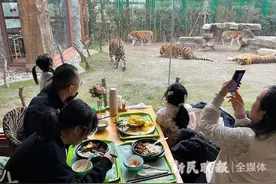 与老虎一道吃年夜饭 看新生动物宝宝首秀图片